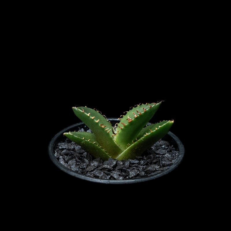 アガベ チタノタ 螃蟹 / Agave titanota 'Crab' #2 | Ducks