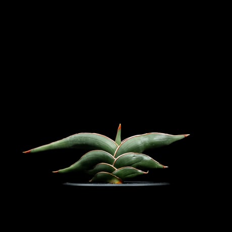 サンセベリア ロリダ / Sansevieria rorida #1