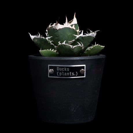 アガベ チタノタ 南アフリカダイヤモンド / Agave titanota 'South Africa Diamond'#12 + Ducks( plants. )ステンレスタグ付きプラントポット