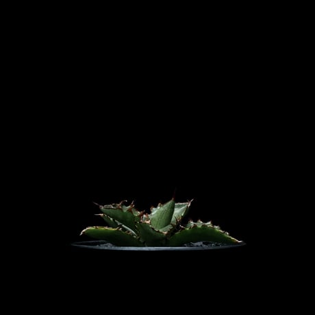 アガベ チタノタ 萬代厳竜 / Agave lophantha × titanota #1