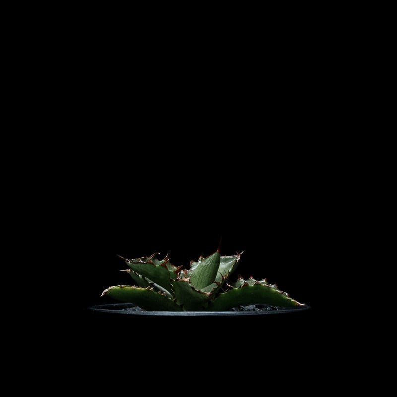 アガベ チタノタ 萬代厳竜 / Agave lophantha × titanota #1 |