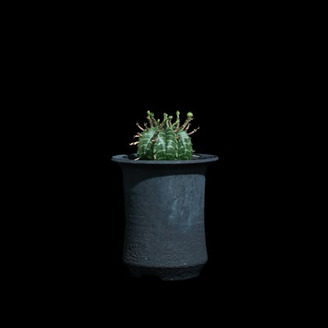 ユーフォルビア バリダ / Euphorbia meloformis ssp. valida #6
