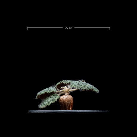 ペラルゴニウム バークリー / Pelargonium barklyi #2