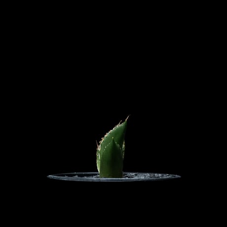 アガベ チタノタ ハデス / Agave titanota ‘Hades’ #7