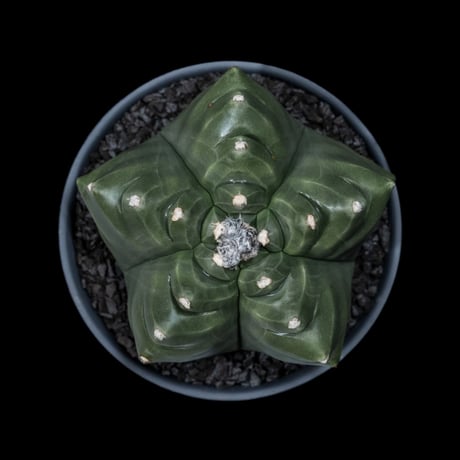 アストロフィツム 亀甲碧瑠璃鸞鳳玉 / Astrophytum myriostigma var. nudum #2