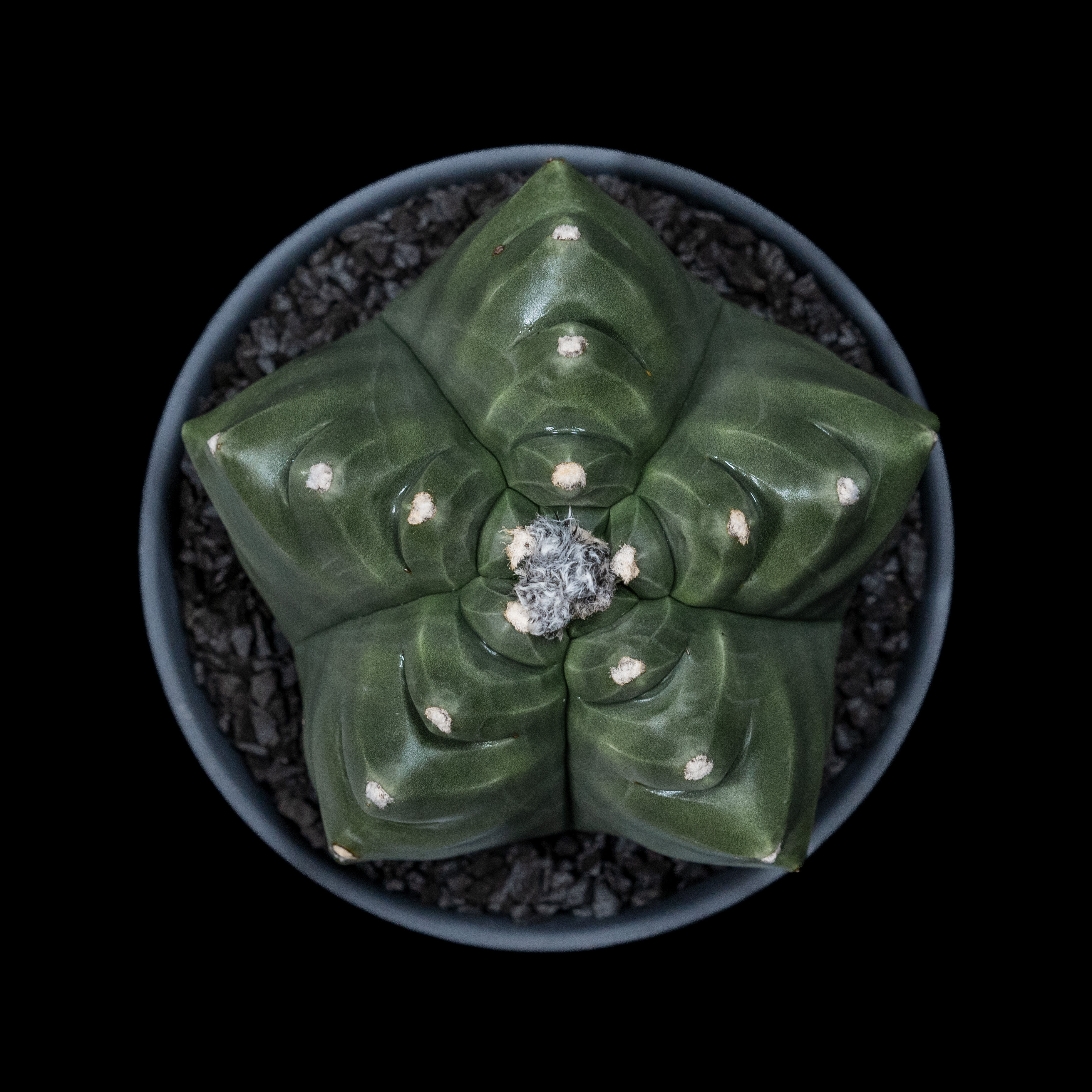 アストロフィツム 亀甲碧瑠璃鸞鳳玉 / Astrophytum myriostigma var