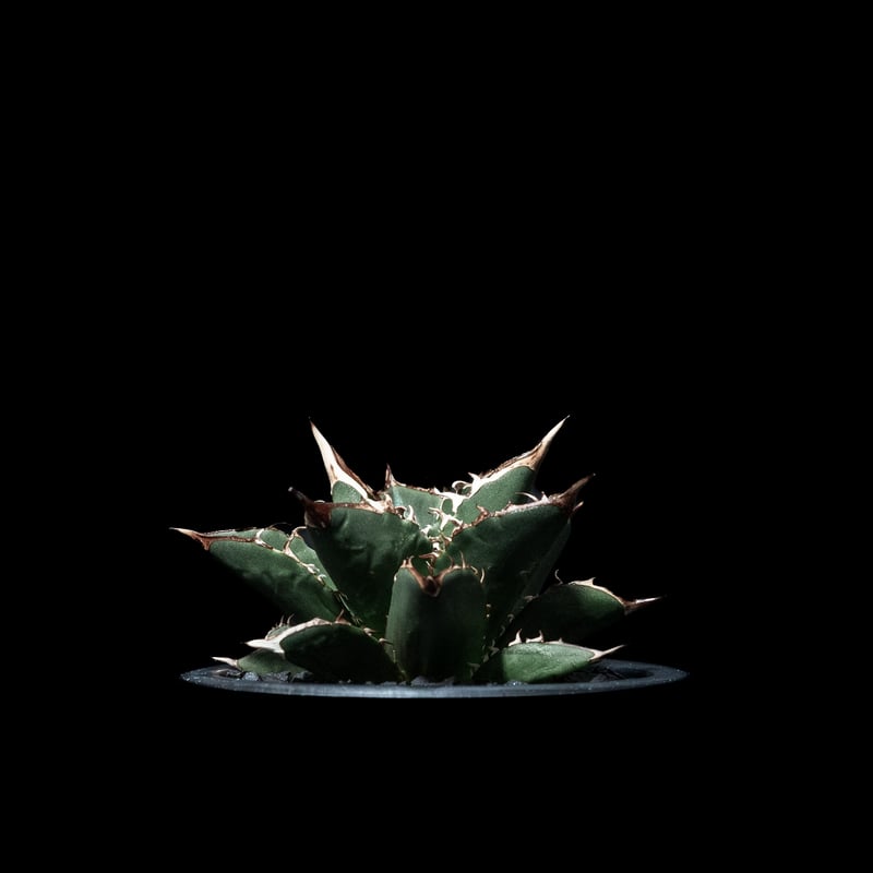 アガベ チタノタ 大島 / Agave titanota 'Oshima' #2 | Duck