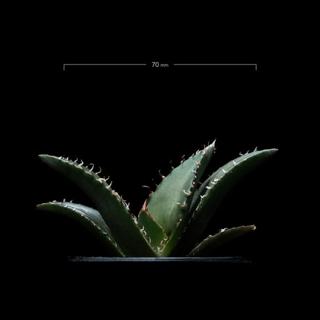 アガベ チタノタ 白鯨 / Agave titanota ‘White Whale’ #44