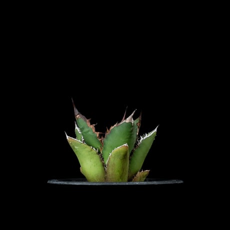 アガベ チタノタ 黒火焔 / Agave titanota ‘Black Fire’ #7