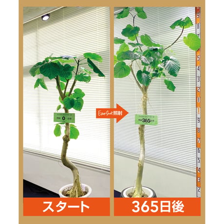 EverSun365 24W
