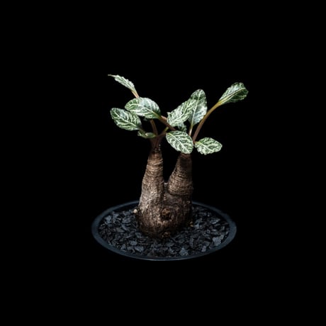 ユーフォルビア ノーザンマダガスカル / Euphorbia sp. nov northernmadagascar #2