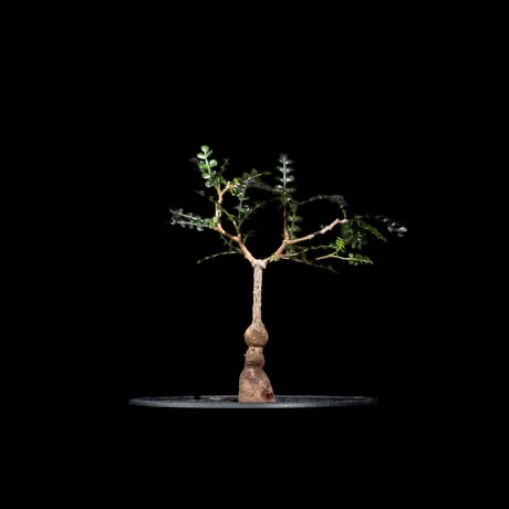 LP75 オペルクリカリア パキプス コーデックス ベアルート株