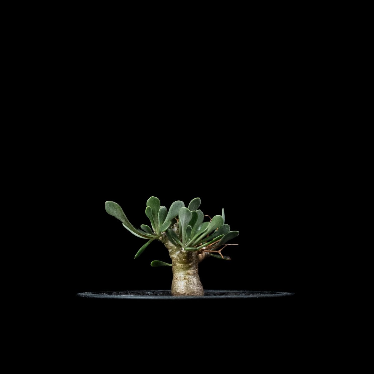 オトンナ ユーフォルビオイデス 黒鬼殿 発根済 塊根植物 コーデックス 古株 オトンナ ユーフォルビオイデス / Othonna euphorbioides #4 | Du
