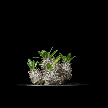 パキポディウム デンシカウレ / Pachypodium densicaule #15