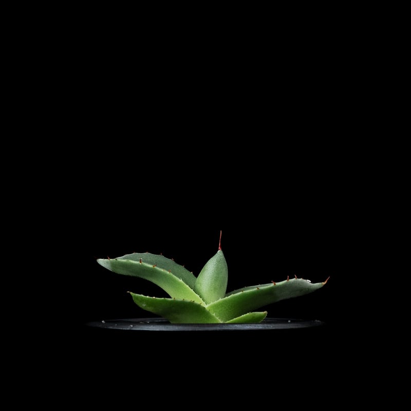 アガベ パリー トルンカータ / Agave parryi var. truncata #2
