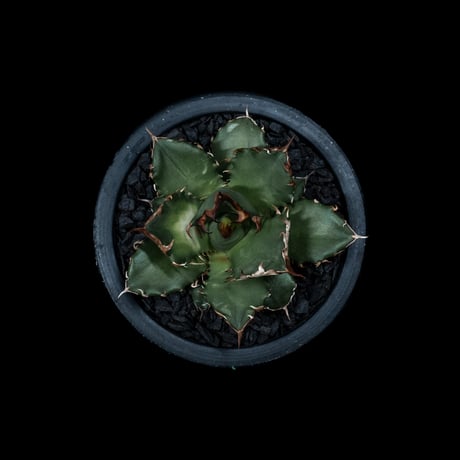 アガベ チタノタ 姫厳竜 / Agave titanota ‘Dwarf’ #5