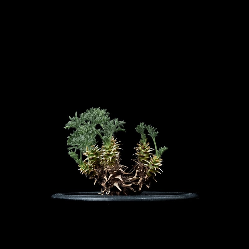 ペラルゴニウム ヒストリクス / #2冬型塊根植物で夏には落葉します