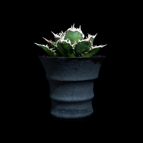 アガベ チタノタ レッド・キャットウィーズル  / Agave titanota ‘Red Catweazle’ #18