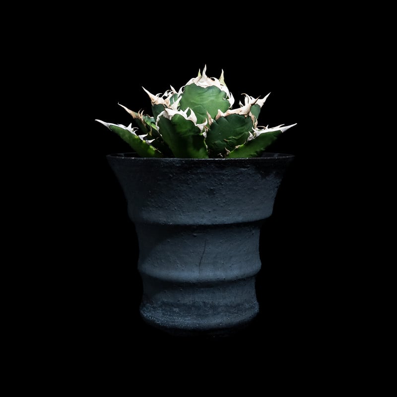 アガベ チタノタ レッド・キャットウィーズル / Agave titanota 'Red C