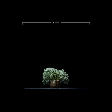 モンソニア ペニクリナム / Monsonia peniculina #26