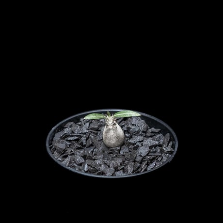 パキポディウム グラキリス / Pachypodium rosulatum var. gracilius #14