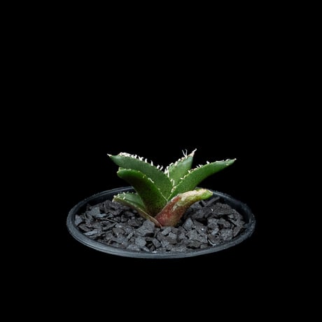 アガベ チタノタ 南アフリカダイヤモンド / Agave titanota ‘South Africa Diamond’ #10