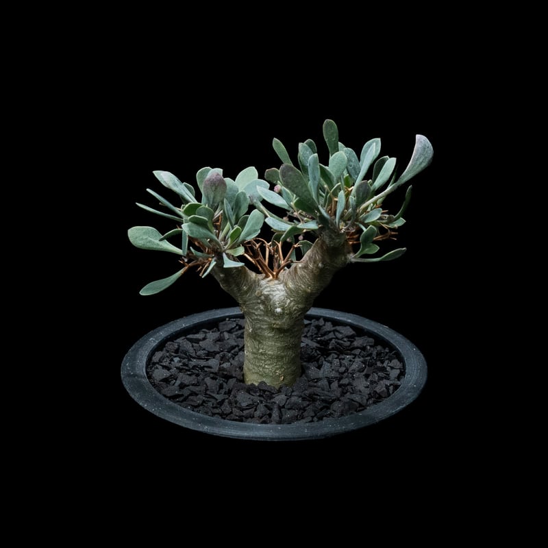 オトンナ ユーフォルビオイデス / Othonna euphorbioides #3 | Du