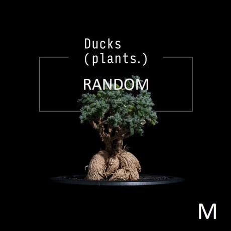 【ランダム】トリコディアデマ ブルボスム / Trichodiadema bulbosum