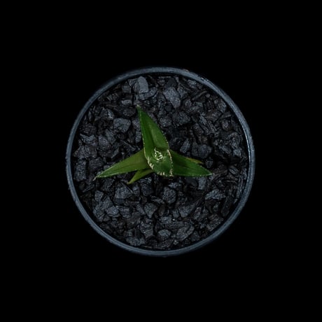 アガベ チタノタ フィリグリー (圓葉拇指) / Agave titanota ‘Filigree’ #2