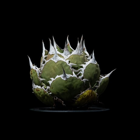 アガベ チタノタ 鯊魚劍 / Agave titanota ‘Shark Sword’ #1