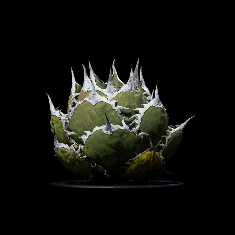 アガベ チタノタ 鯊魚劍 / Agave titanota 'Shark Sword' #1