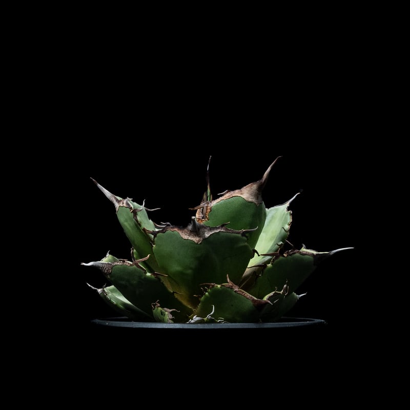 アガベ チタノタ 黒豹・ダイヤモンド / Agave titanota 'Black