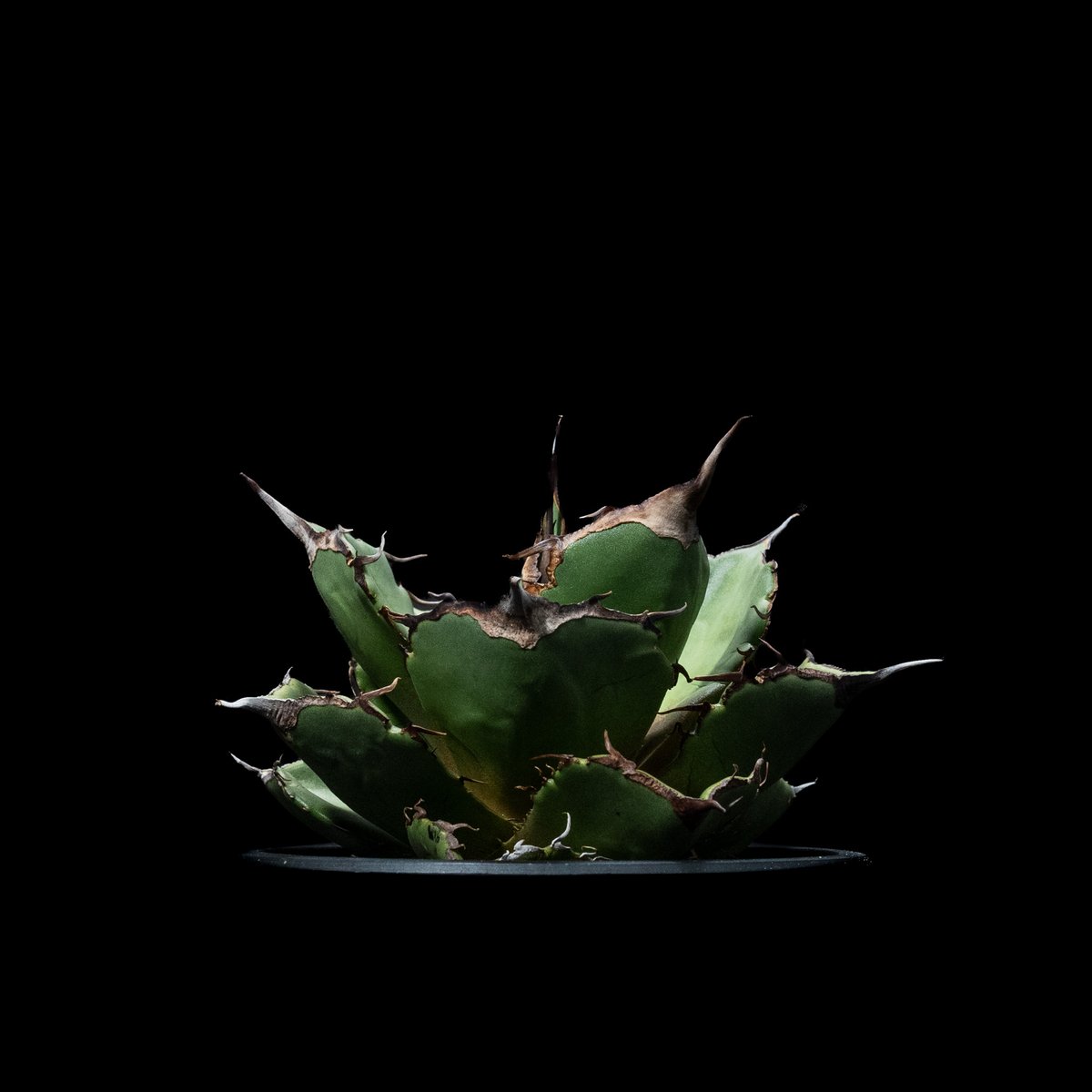アガベ チタノタ 黒豹・ダイヤモンド / Agave titanota 'Black