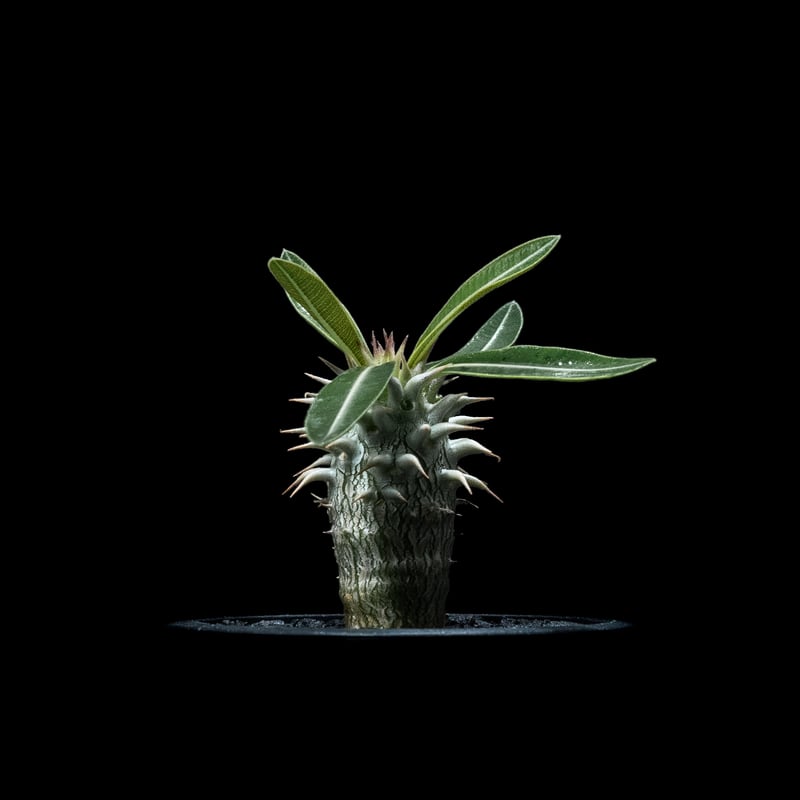 パキポディウム ホロンベンセ / Pachypodium horombense #1 | Du