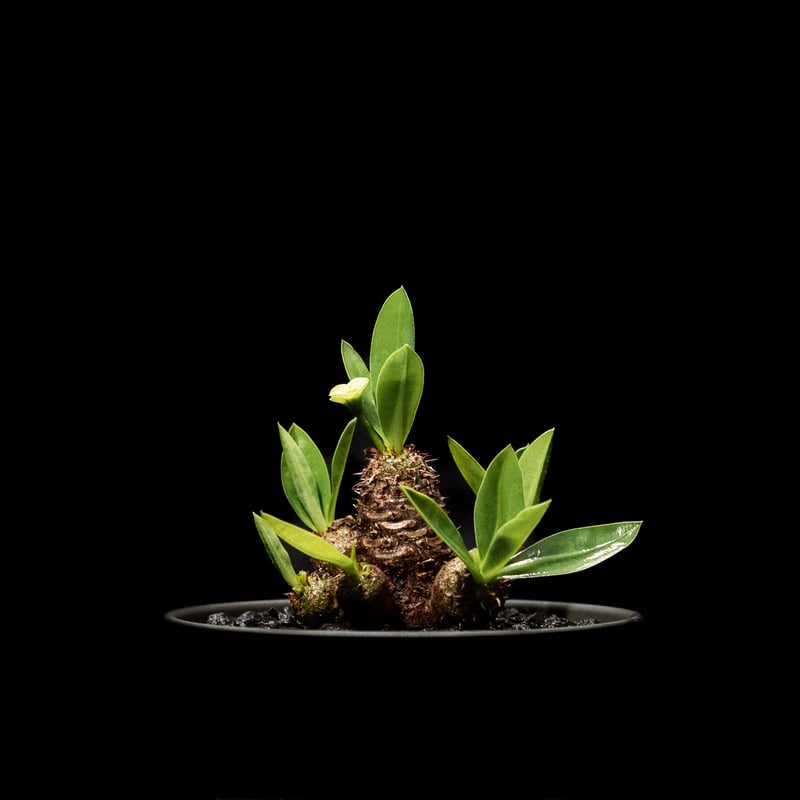 ユーフォルビア ブレビフォリア / Euphorbia brevifolia | Ducks