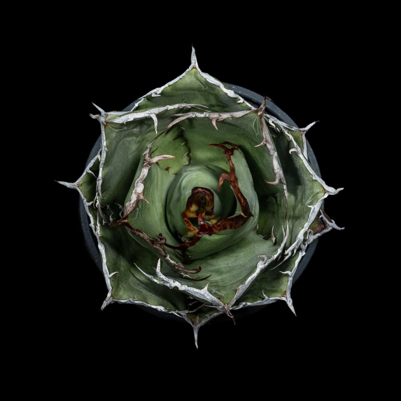 goodtaniku】白鯨 中株 goodtaniku】白鯨 中株