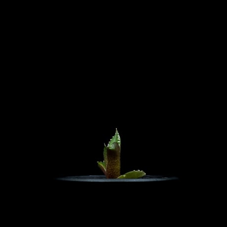 アガベ チタノタ 南アフリカダイヤモンド / Agave titanota ‘South Africa Diamond’ #6