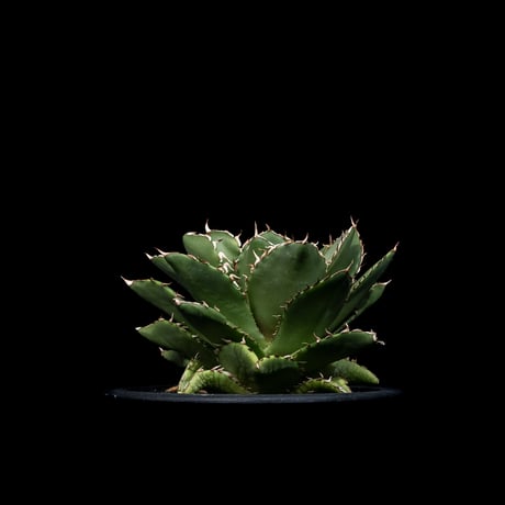アガベ チタノタ フィリグリー (拇指厳竜) / Agave titanota ‘Filigree’ #26