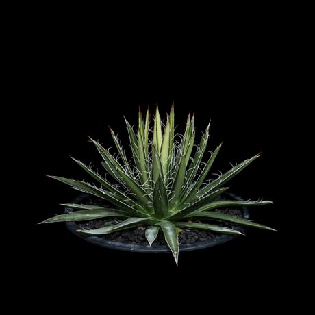 アガベ ムルチフィリフェラ / Agave multifilifera #1