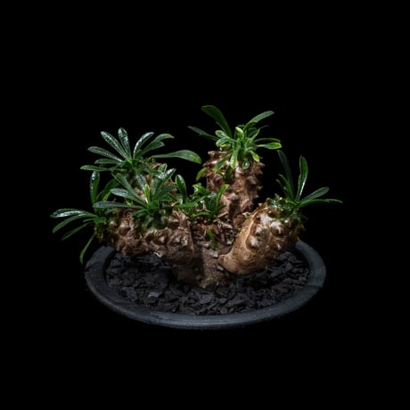 ユーフォルビア 峨眉山 / Euphorbia ‘Gabizan’  #2