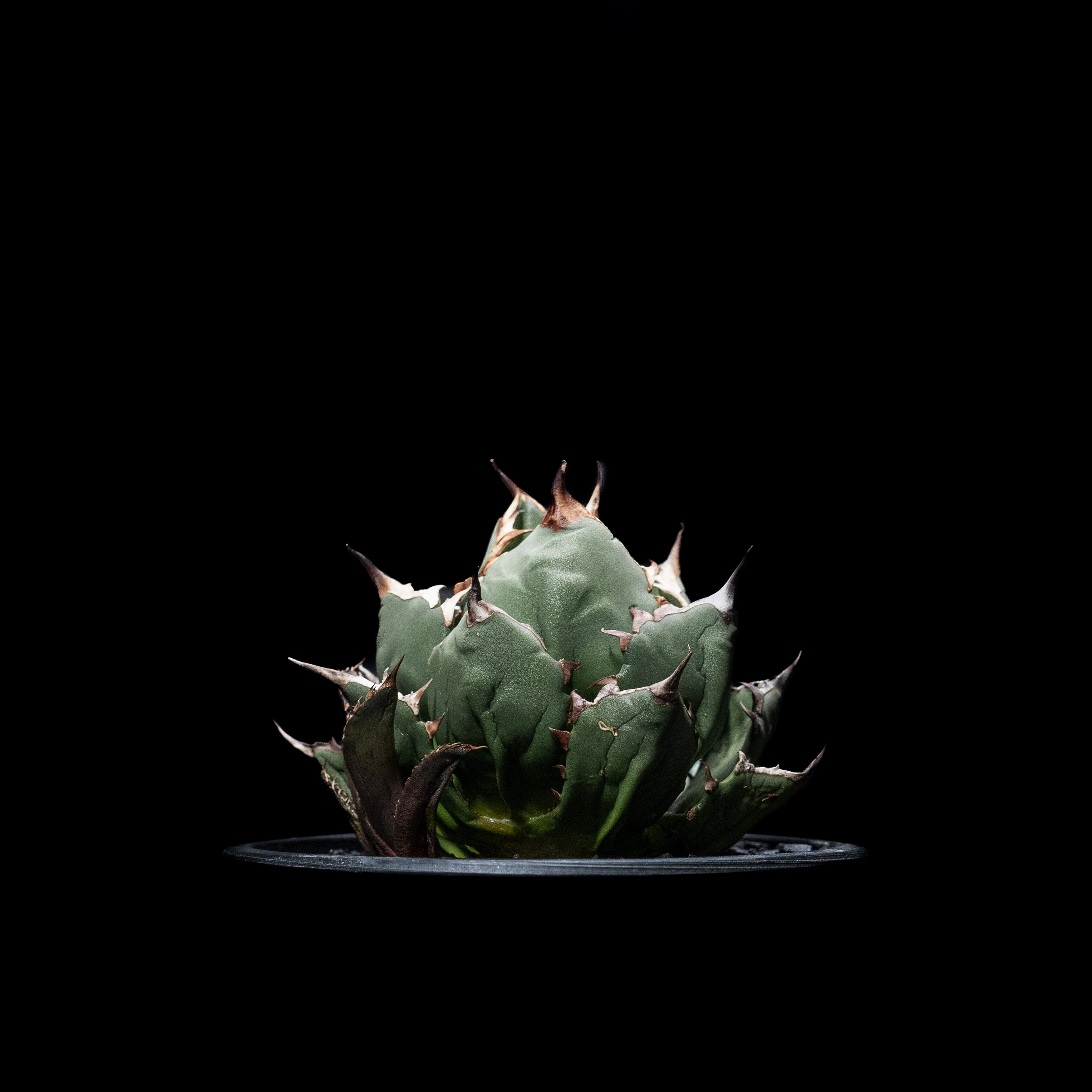 アガベ チタノタ 姫厳竜 子株付き / Agave titanota 'Dwarf' #14