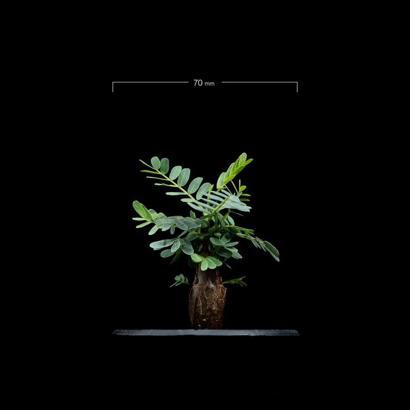 センナ メリディオナリス / Senna meridionalis #13 | Ducks (