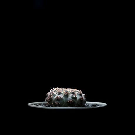 ギムノカリキウム 瑞昌玉 [黒刺タイプ] / Gymnocalycium stellatum var. kleinianum