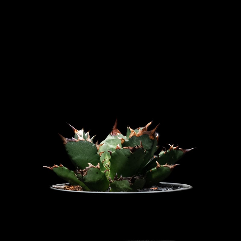 アガベ チタノタ 姫厳竜 / Agave titanota 'Dwarf' | Ducks ( アガベ チタノタ 姫厳竜 / Agave titanota 'Dwarf' | Ducks (