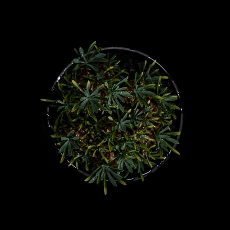 ユーフォルビア 峨眉山 / Euphorbia ‘Gabizan’ #10