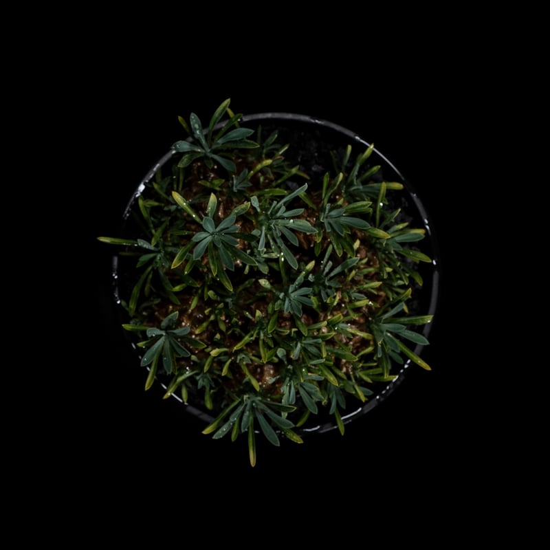 ユーフォルビア 峨眉山 / Euphorbia 'Gabizan' #10 | Ducks (