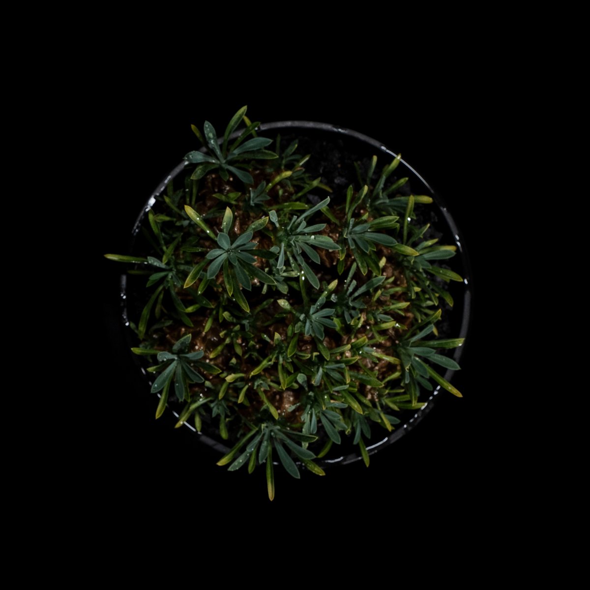 ユーフォルビア　峨眉山 ユーフォルビア 峨眉山／Euphorbia 'Gabisan' no.50910 |