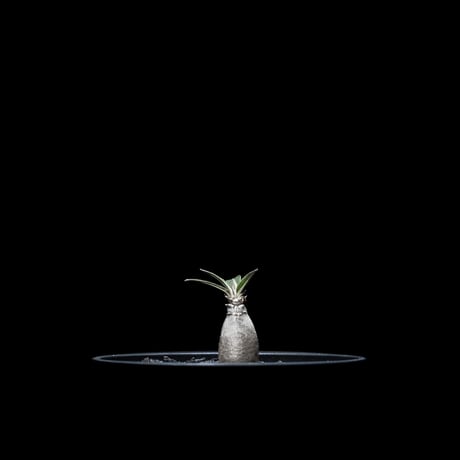 パキポディウム グラキリス / Pachypodium rosulatum var. gracilius #10