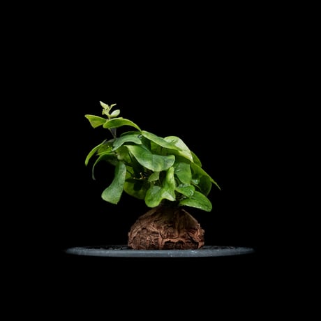 ディオスコレア 亀甲竜 / Dioscorea elephantipes #2