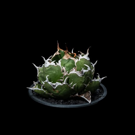 アガベ チタノタ 白鯨 / Agave titanota ‘White Whale’ #39